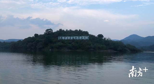 “特”立山乡——来自河源现代农业产业园的报道②龙川油茶产业链延伸 带动乡邻增收致富