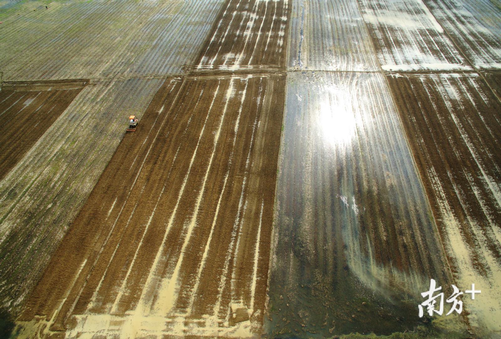 雷州南渡河旁南兴镇麻参村300多亩连片稻田机耕场面,田畴泛水待插秧。李忠 摄 雷州南渡河旁南兴镇麻参村300多亩连片稻田机耕场面,田畴泛水待插秧。李忠 摄