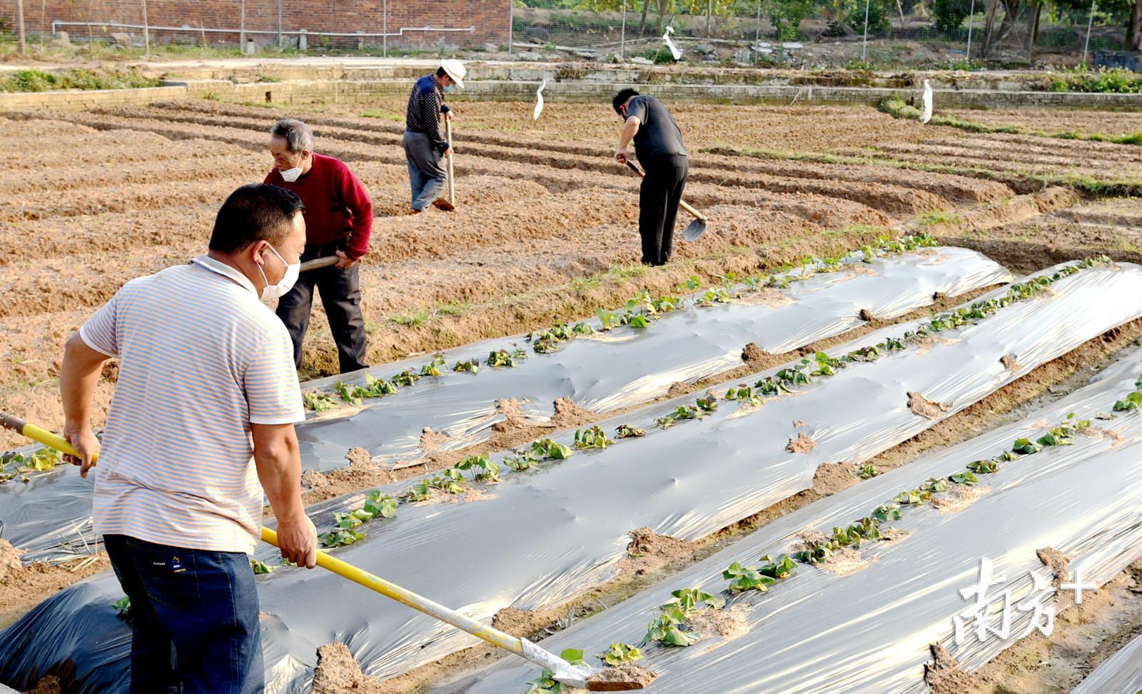 茂名公馆镇乌石垌村农户抢抓农时春耕。陈国汉 摄 茂名公馆镇乌石垌村农户抢抓农时春耕。陈国汉 摄