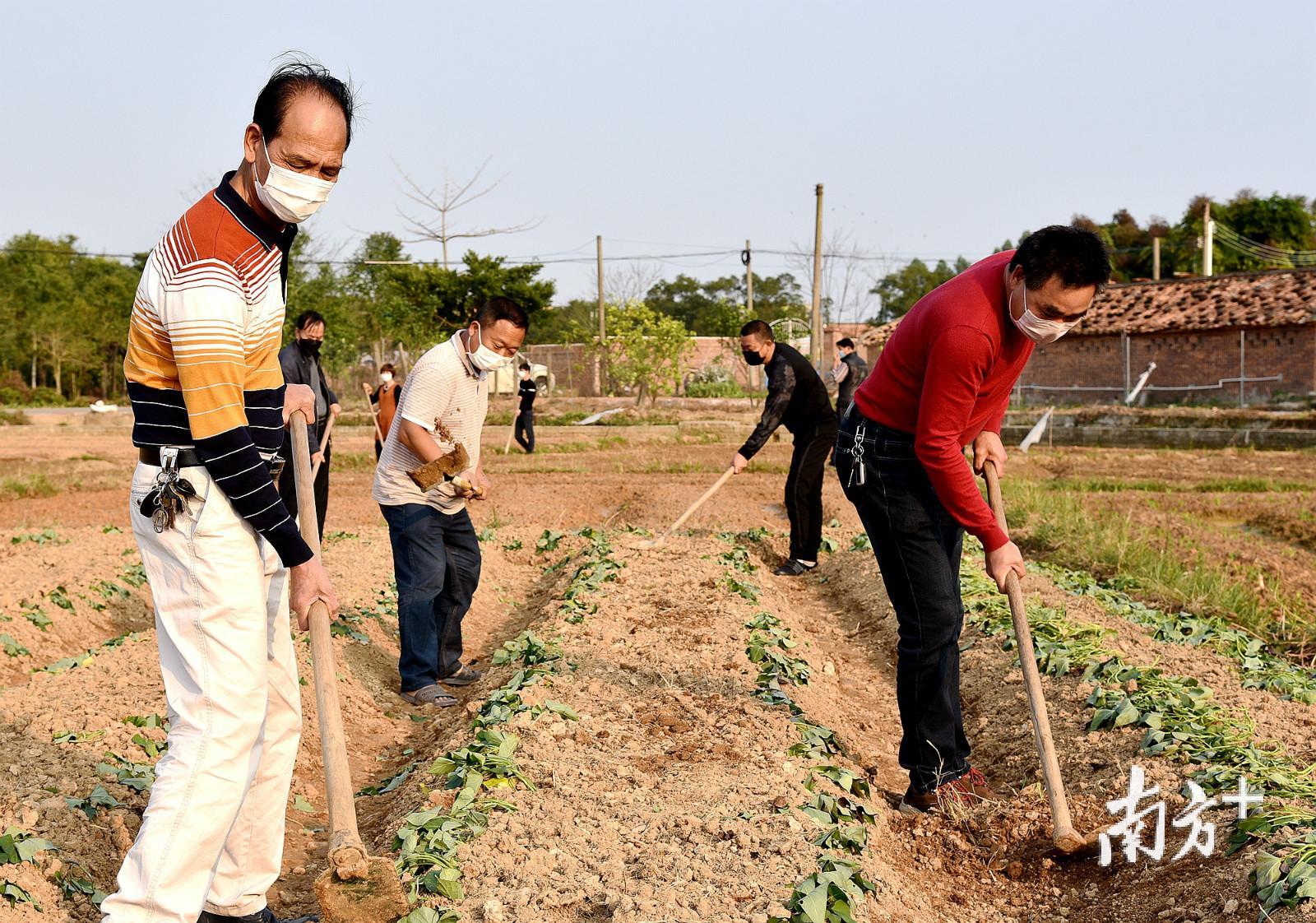 茂名公馆镇乌石垌村农户抢抓农时春耕。陈国汉 摄