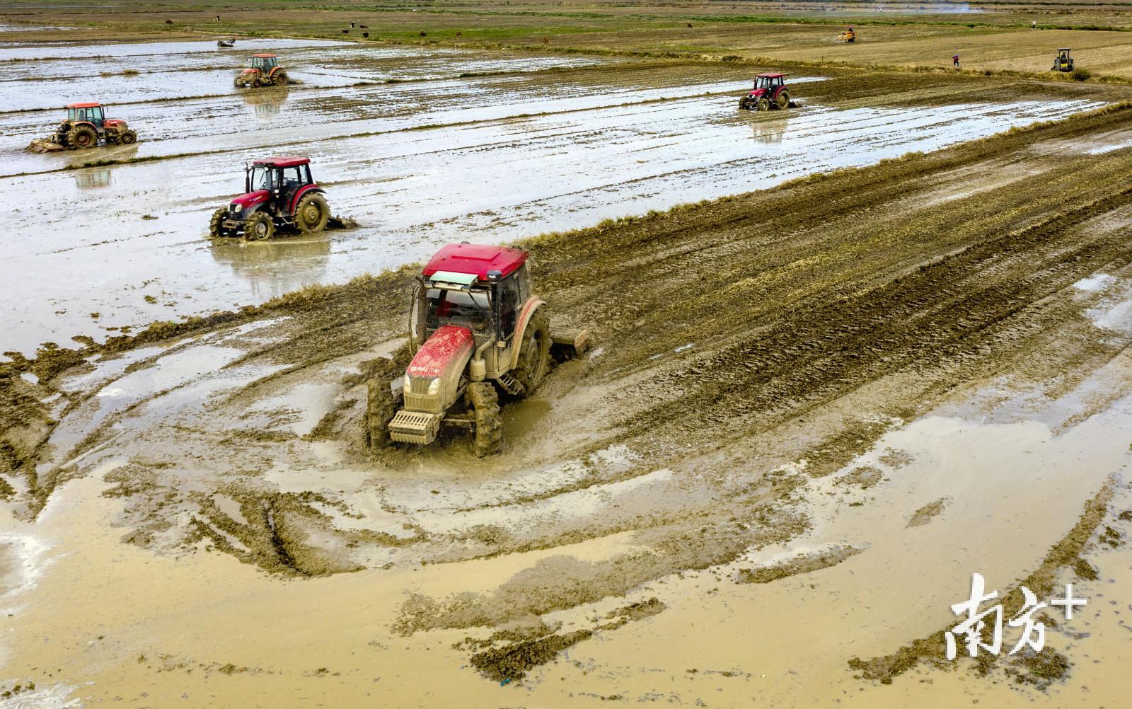 雷州附城镇的连片洋田正在春耕,场面热火朝天。李忠 摄 雷州附城镇的连片洋田正在春耕,场面热火朝天。李忠 摄