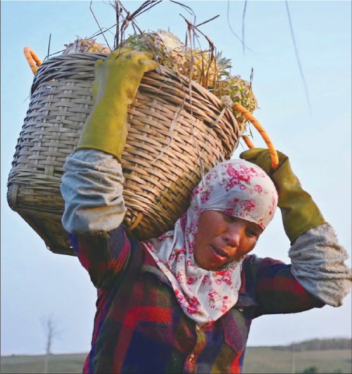 构建菠萝产业化发展新格局 构建菠萝产业化发展新格局