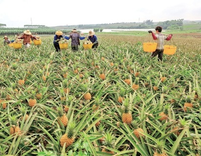 广东农垦:企农联合释放新活力 广东农垦:企农联合释放新活力