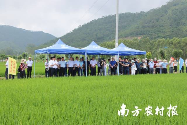与会人员观摩无人机飞防竞赛