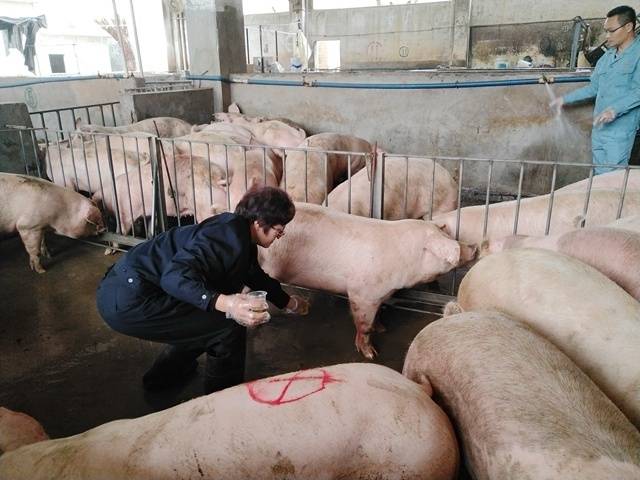 钟玉芬在镇上屠宰厂的猪栏中接尿样