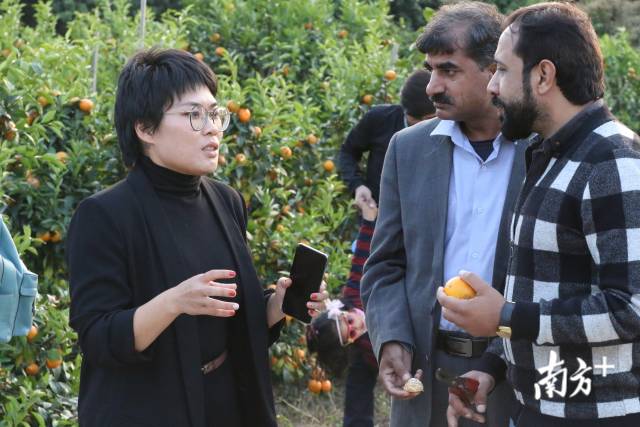 邓迪方在基地为国外客户介绍“玫瑰柑”