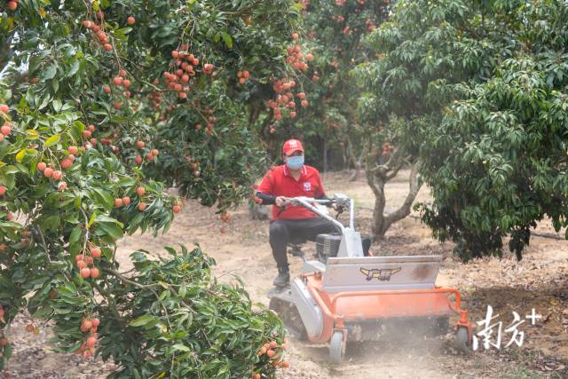 荔农在荔枝园操作机械 荔农在荔枝园操作机械