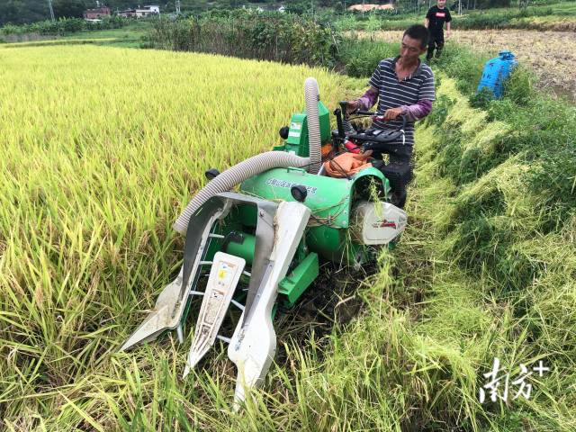 4LZ-0.6L型小型收割机在工作