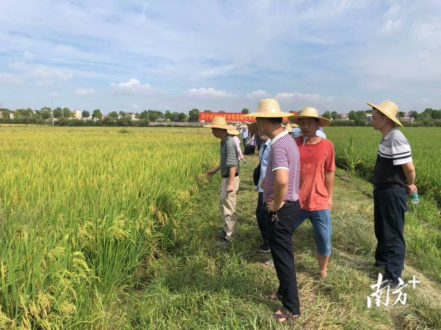 检查组查看试验田情况