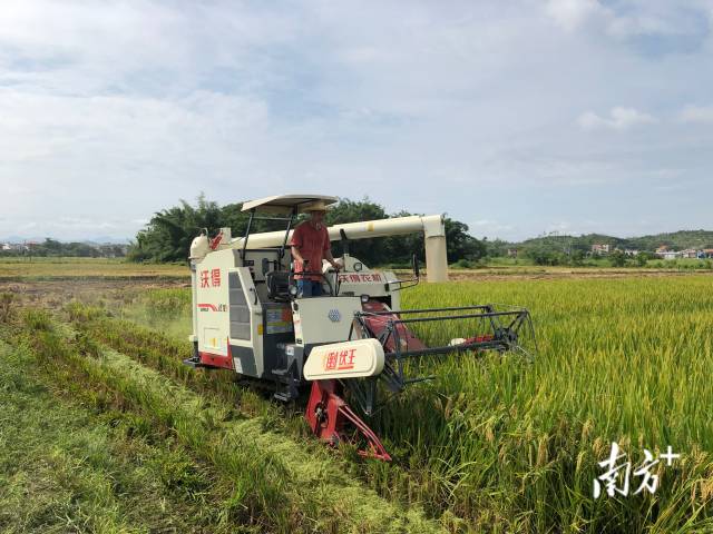 4LZ-5.0MAQ型履带自走全喂入式谷物联合收割机在工作