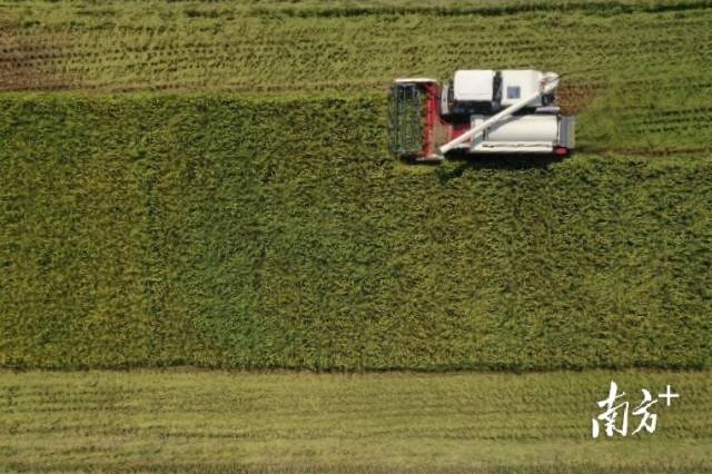 水稻机收减损技能大比武则邀请了5名农机合作社或农业企业等农业社会化服务组织的农机手参赛。戴嘉信 摄 水稻机收减损技能大比武则邀请了5名农机合作社或农业企业等农业社会化服务组织的农机手参赛。戴嘉信 摄