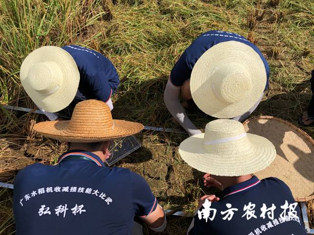 裁判在收割作业后进行落粒统计