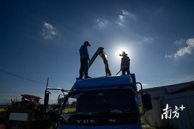 7月9日,农民将收割好的稻谷集中装车。 7月9日,农民将收割好的稻谷集中装车。