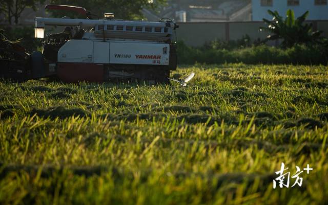 7月9日,收割机经过的地方,同时带出许多昆虫,白鹭一路跟随觅食。 7月9日,收割机经过的地方,同时带出许多昆虫,白鹭一路跟随觅食。