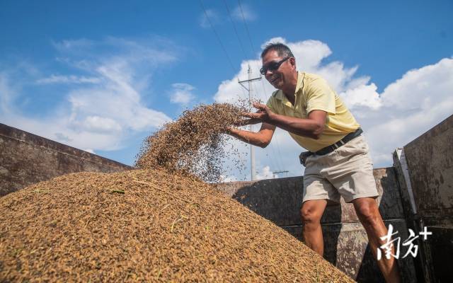 刚收割完稻谷的农机正把稻谷转运到货车上。 刚收割完稻谷的农机正把稻谷转运到货车上。