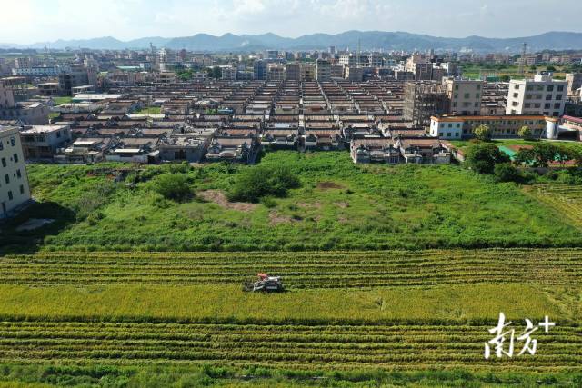 7月9日,潮阳区铜盂镇迎来丰收季,收割机来回在稻田中穿梭,收割水稻。 7月9日,潮阳区铜盂镇迎来丰收季,收割机来回在稻田中穿梭,收割水稻。