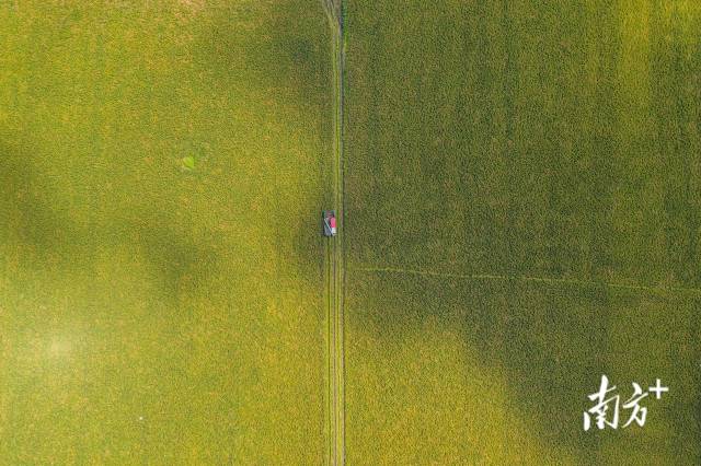 7月9日,潮阳区铜盂镇迎来丰收季,收割机来回在稻田中穿梭,收割水稻。 7月9日,潮阳区铜盂镇迎来丰收季,收割机来回在稻田中穿梭,收割水稻。