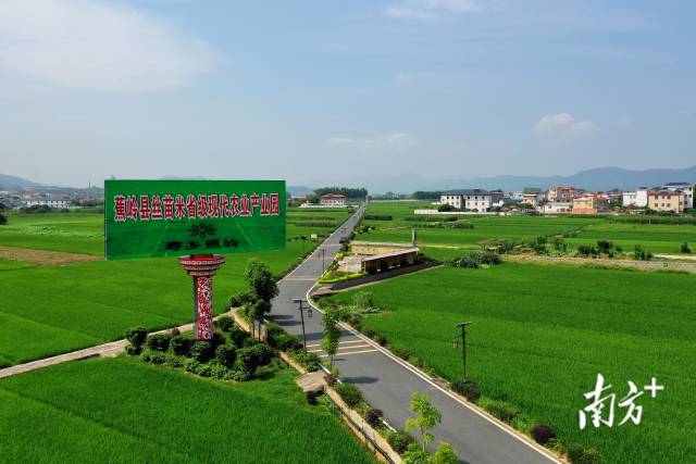 蕉岭丝苗米省级现代农业产业园。 蕉岭丝苗米省级现代农业产业园。
