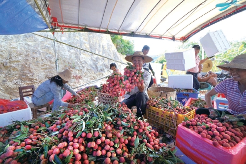 广东茂名:数字链农产业联合体交出首份答卷 广东茂名:数字链农产业联合体交出首份答卷