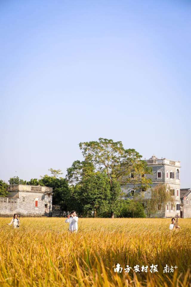 11月13日,广东丝苗·籼米珍宝醉美稻田时尚秀在江门开平举行。 11月13日,广东丝苗·籼米珍宝醉美稻田时尚秀在江门开平举行。