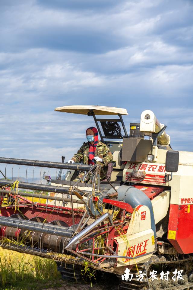 农机手驾驶“沃得”收割机割稻。 农机手驾驶“沃得”收割机割稻。