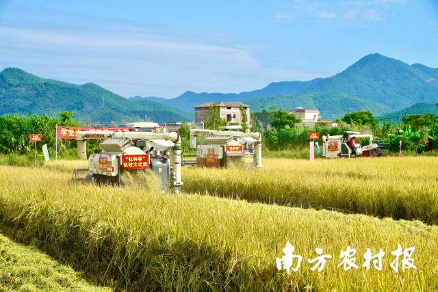 11月12日,云浮市新兴县开展水稻收割大比武。 11月12日,云浮市新兴县开展水稻收割大比武。