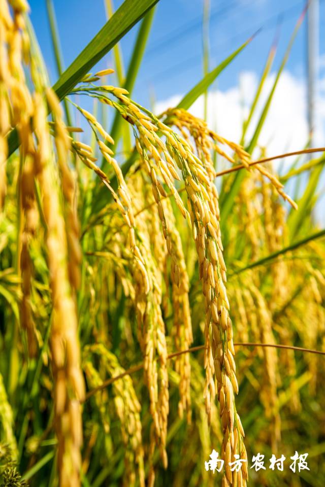 广东丝苗米长势喜人。 广东丝苗米长势喜人。