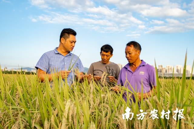 11月8日,汕头潮阳,“全国十佳农民” 马学杰与农民论“稻”。 11月8日,汕头潮阳,“全国十佳农民” 马学杰与农民论“稻”。