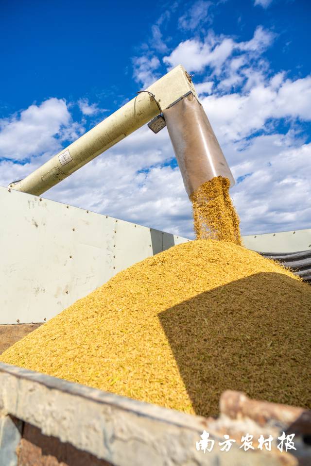 丝苗米闪着金光落入运粮车。 丝苗米闪着金光落入运粮车。