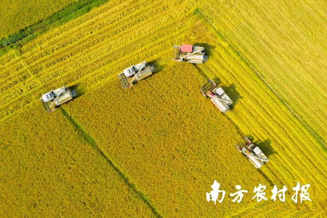 广东丝苗米持续收割中。 广东丝苗米持续收割中。