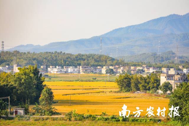 11月13日,江门开平,金色稻田“散落”在村落之间。 11月13日,江门开平,金色稻田“散落”在村落之间。
