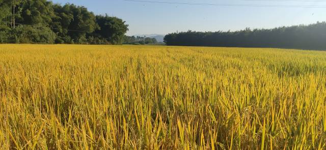 合作社服务的稻田