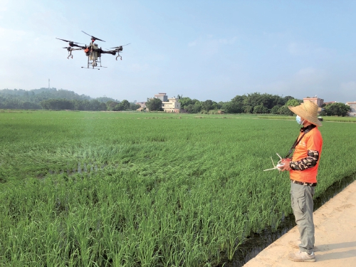 广东:农业生产托管驶入快车道 广东:农业生产托管驶入快车道