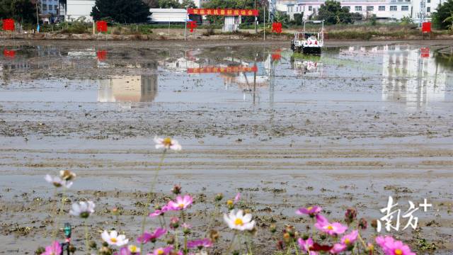 在汕头潮阳区省级丝苗米现代农业产业园,无人驾驶插秧机正按照预设轨迹来回作业,令人眼前一亮。 南方+ 张伟炜 拍摄