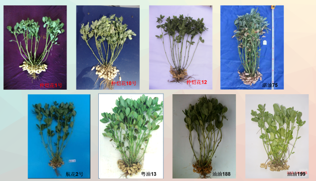 获专家重点推荐的花生品种 获专家重点推荐的花生品种