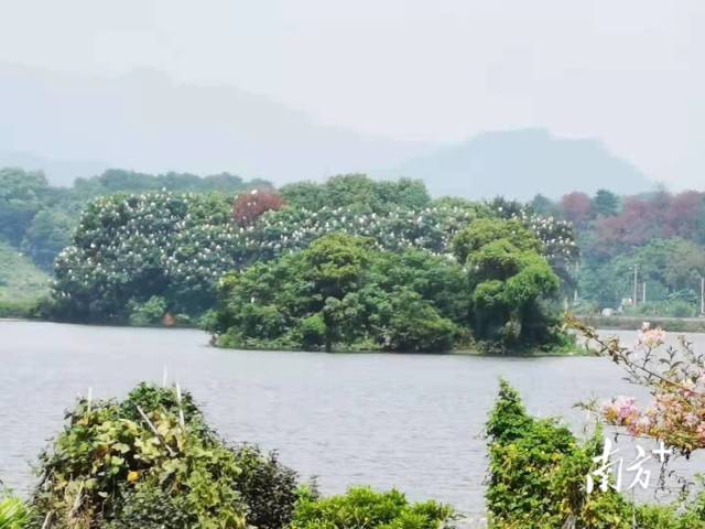 地处英红镇田江村的鸟岛湿地公园,每逢4月-11月,就有大批鸟类迁徙到此。通讯员供图 地处英红镇田江村的鸟岛湿地公园,每逢4月-11月,就有大批鸟类迁徙到此。通讯员供图