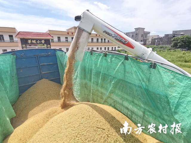 收获后的谷粒将马上烘干。南方农村报 杨吉龙 拍摄 收获后的谷粒将马上烘干。南方农村报 杨吉龙 拍摄