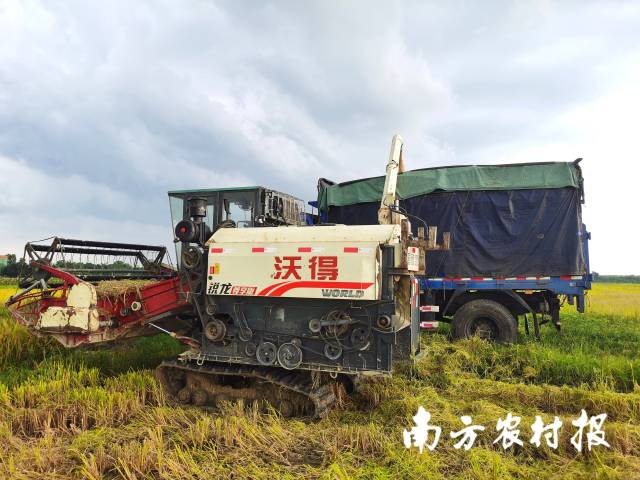 托管服务组织调配收割机抢收廉江市木林种养专业合作社的早稻。南方农村报 杨吉龙 拍摄 托管服务组织调配收割机抢收廉江市木林种养专业合作社的早稻。南方农村报 杨吉龙 拍摄