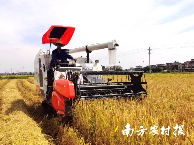 稻田里机声隆隆,湛江农户正抢抓晴好天气收割早稻。南方农村报 杨吉龙 拍摄 稻田里机声隆隆,湛江农户正抢抓晴好天气收割早稻。南方农村报 杨吉龙 拍摄