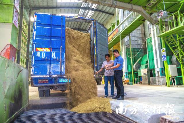 汕头市潮阳区丝苗米产业园内,稻谷颗粒归仓。资料图 汕头市潮阳区丝苗米产业园内,稻谷颗粒归仓。资料图