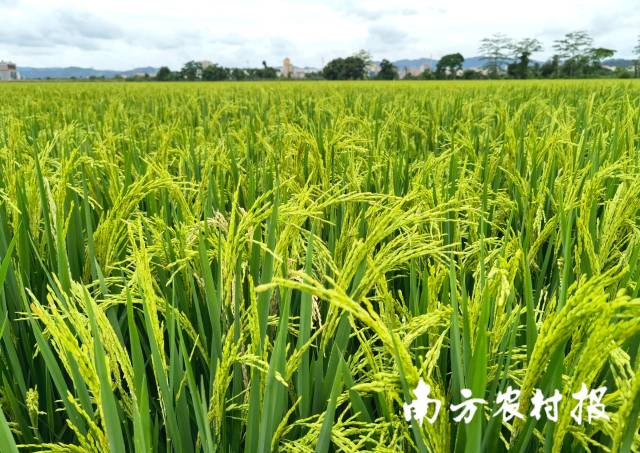 优质丝苗米静待收割。 优质丝苗米静待收割。