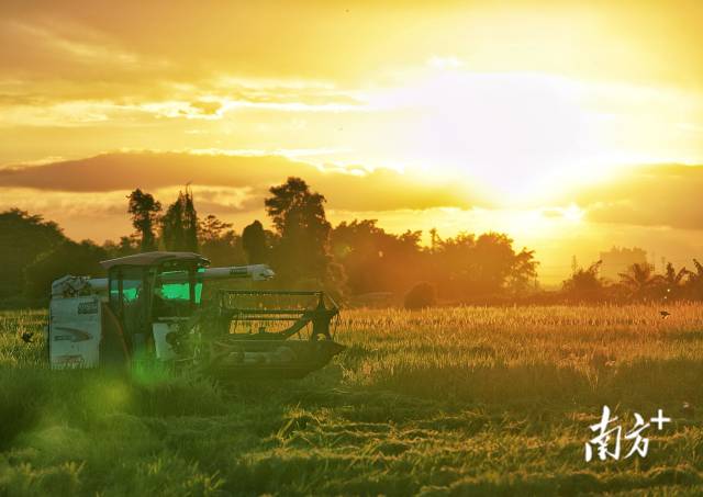 傍晚时分,收割机迎着日落抓住最后的时间抢收水稻。 傍晚时分,收割机迎着日落抓住最后的时间抢收水稻。