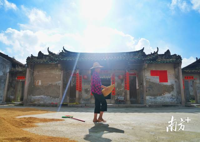 汕头市潮阳区金灶镇天气正好,村民们家家户户一早便把稻谷摊在地上晾晒。 汕头市潮阳区金灶镇天气正好,村民们家家户户一早便把稻谷摊在地上晾晒。