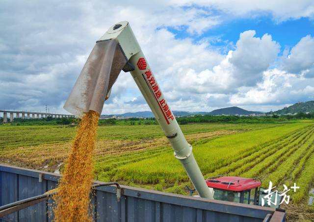 金灿灿的稻谷沿着收割机出料口装入车厢。 金灿灿的稻谷沿着收割机出料口装入车厢。