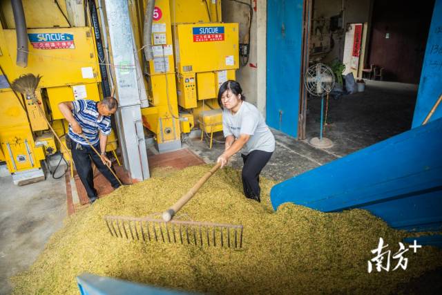 7月8日,江门恩平,从地里抢收回来的稻谷被立刻倒入烘干机,以防过度潮湿导致稻谷变质。 7月8日,江门恩平,从地里抢收回来的稻谷被立刻倒入烘干机,以防过度潮湿导致稻谷变质。