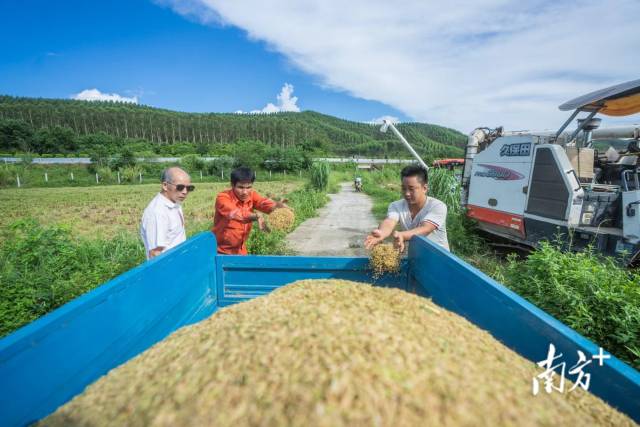 7月8日,江门恩平,良西镇的稻农们趁着晴好天气抢收水稻。 7月8日,江门恩平,良西镇的稻农们趁着晴好天气抢收水稻。