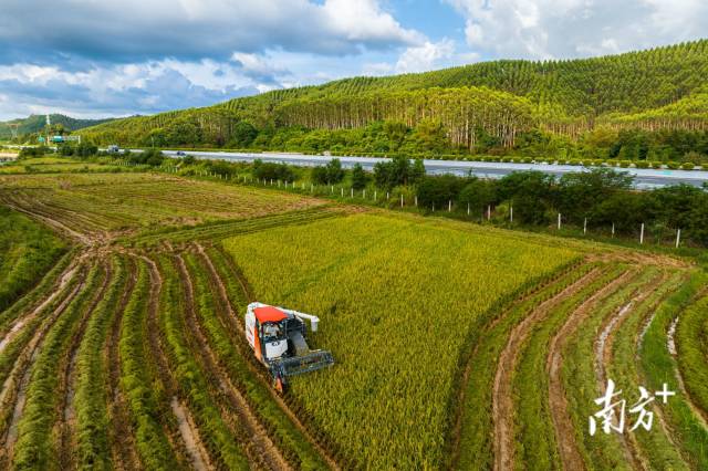 7月8日，江门恩平，邵氏兄弟正在抢收最后的几亩水稻田。