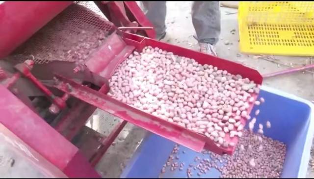 借助新式农机设备,花生可实现自动脱壳 借助新式农机设备,花生可实现自动脱壳