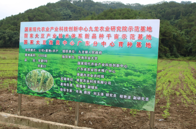 位于九龙镇石角村委会根竹园村的千亩荒地复耕繁种大豆基地现场。