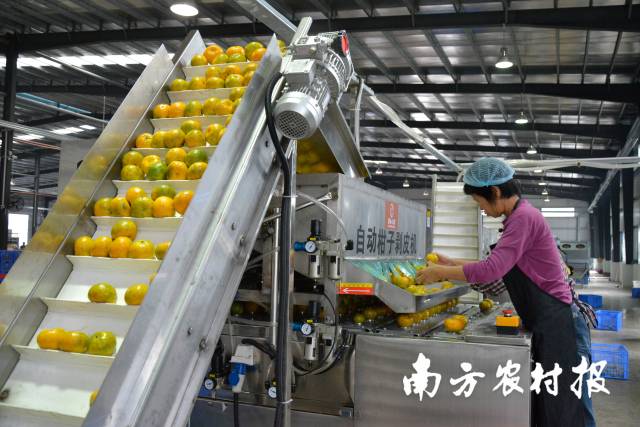 江门市新会陈皮国家现代农业产业园推动新会柑加工自动化。 江门市新会陈皮国家现代农业产业园推动新会柑加工自动化。